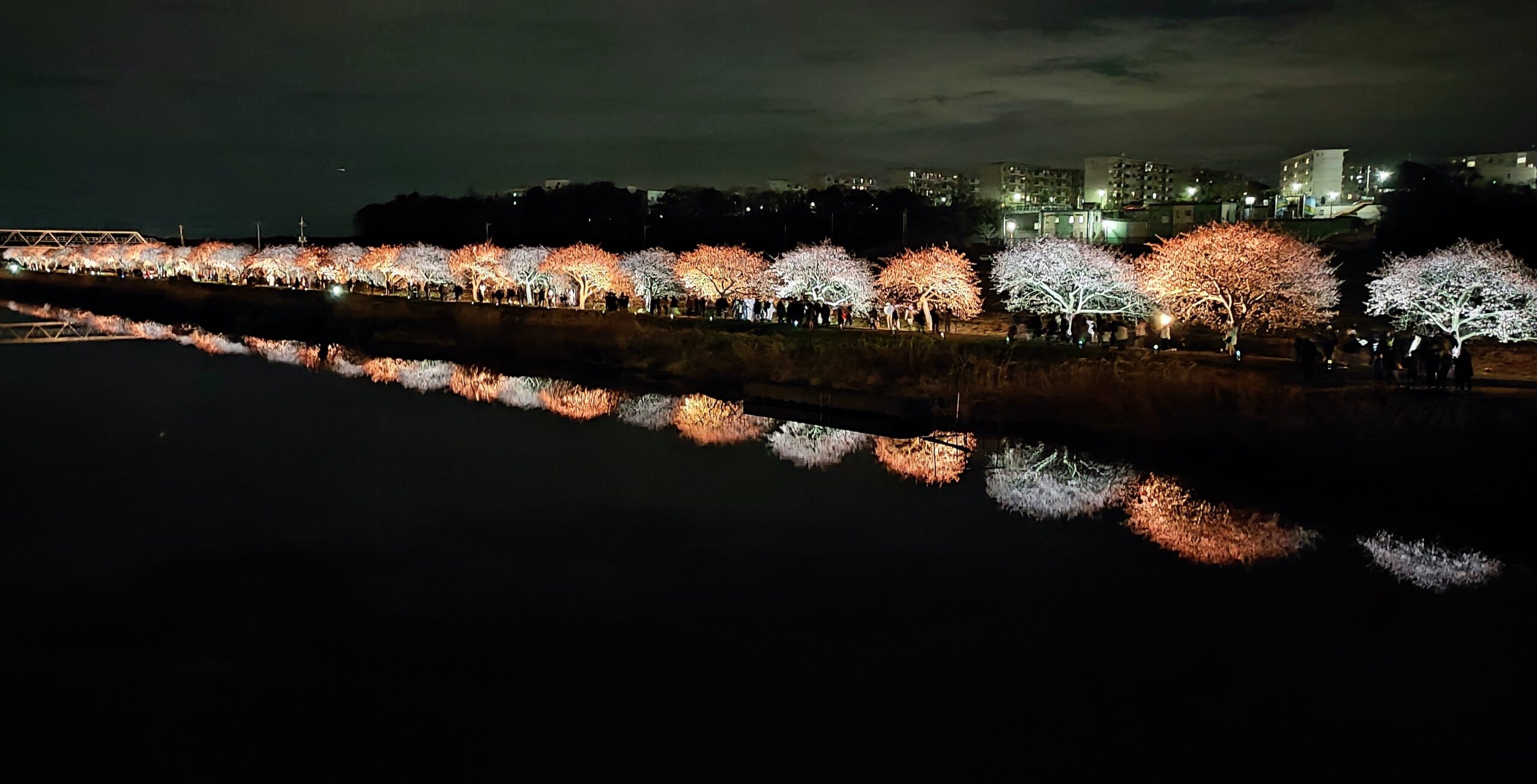 現代アート「桜並木のライトアップ」（3D painting） 観音寺川の桜並木（ライトアップ）（福島県観光フォトライブラリ